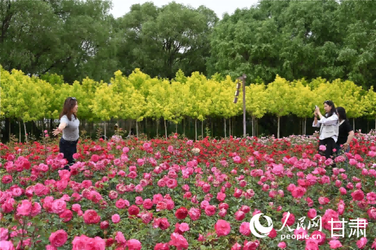 龙8国际：甘肃永靖：文明花开满城芳(图2)