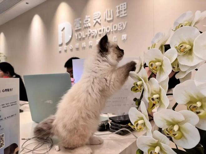 龙8国际：50万家长首选！青少年心理服务平台复购率95%持牌干预抑郁(图2)