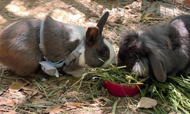 小鸡、小兔、小虫子……这所小学的孩子们童年有这些“爱的伙伴”(图4)