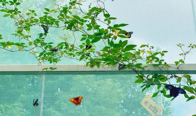 小鸡、小兔、小虫子……这所小学的孩子们童年有这些“爱的伙伴”(图2)